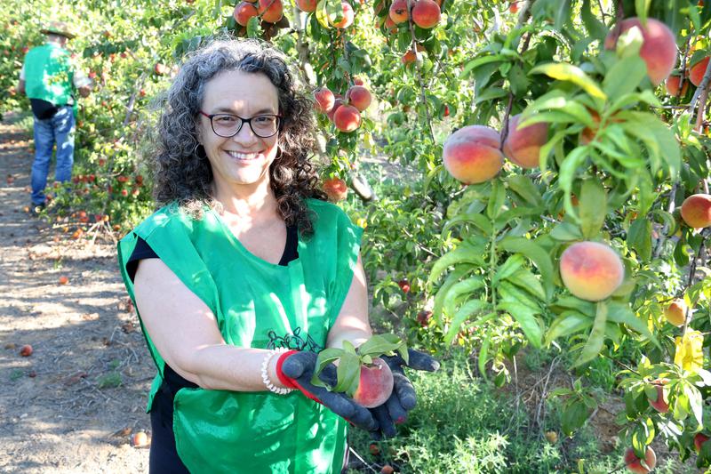 A volunteer harvesting peaches in western Catalonia