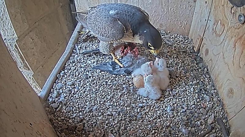 The female peregrine falcon with her three chicks