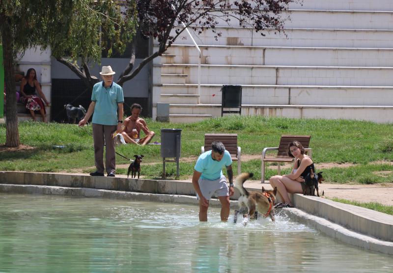 Citizens going for a dip with their dogs in Parc de l'Espanya Industrial to cope with heat wave.