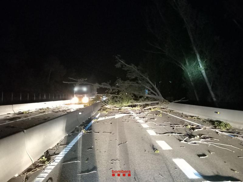 A fallen tree on the C-55 highway