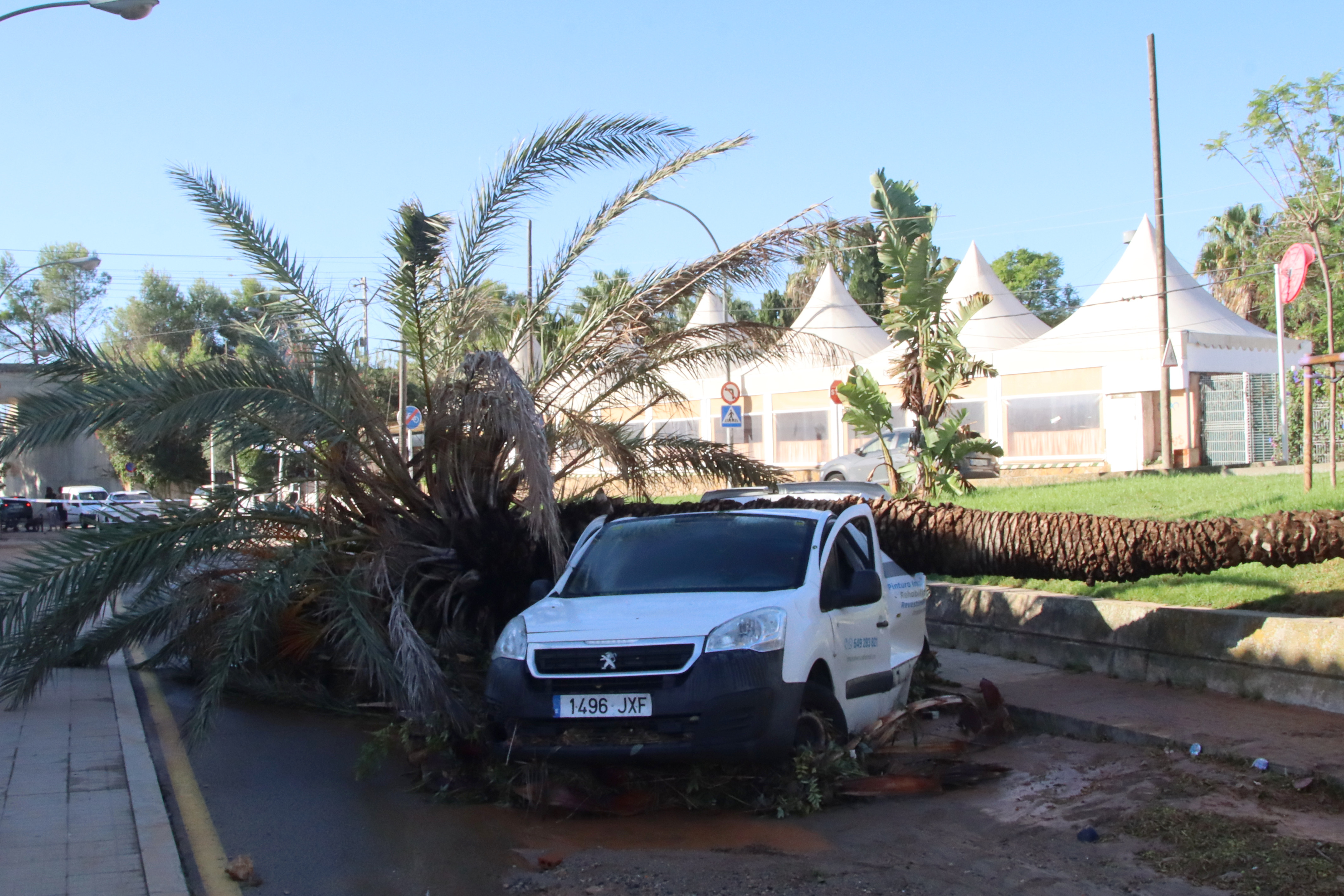 A vehicle crushed by a palm tree near Arrabassada beach