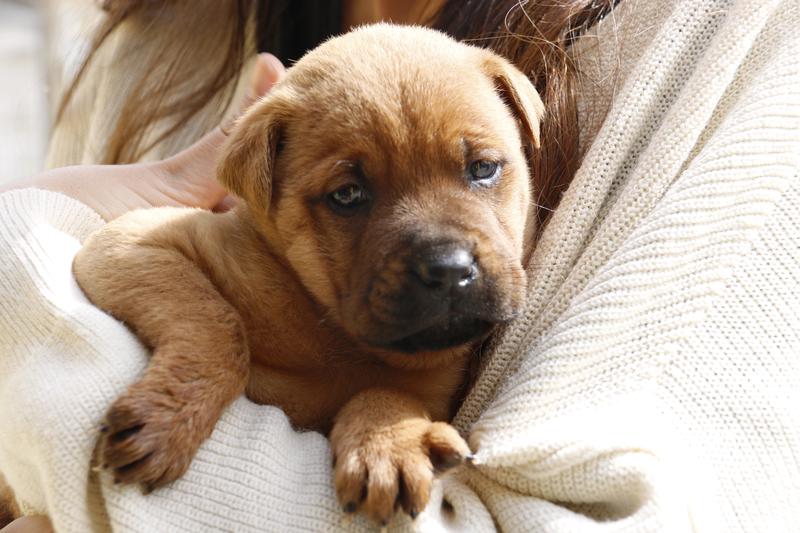 A dog in a shelter in Selva, north of Barcelona