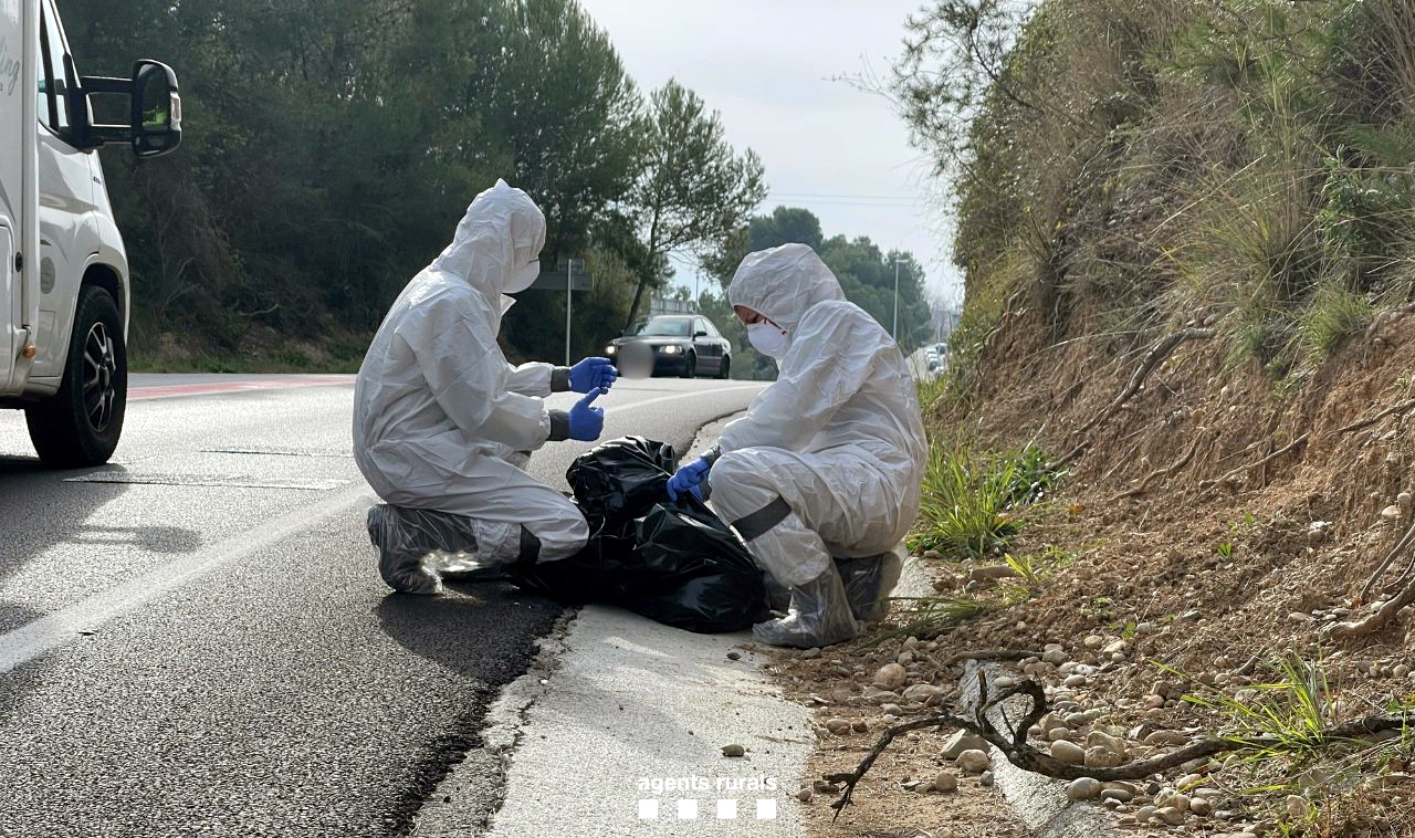 Rural Agents working in Collserola Natural Park to detect African swine fever cases