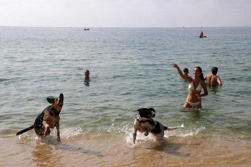 Dogs playing in a beach during the summer