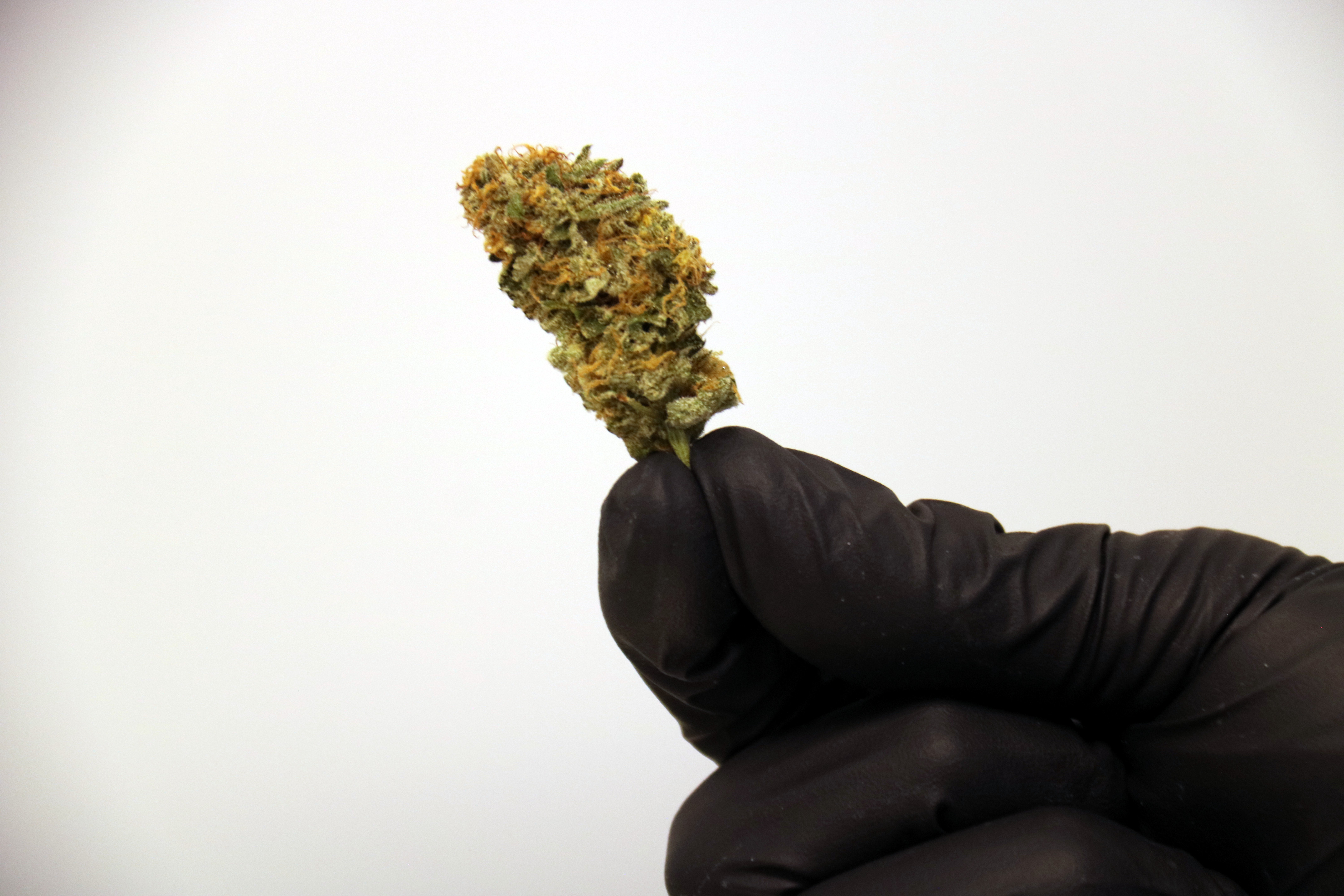 Detail of the cannabis flower produced by Canamedics