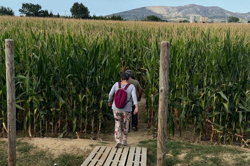 A couple enter the corn labyrinth in Serra de Daró