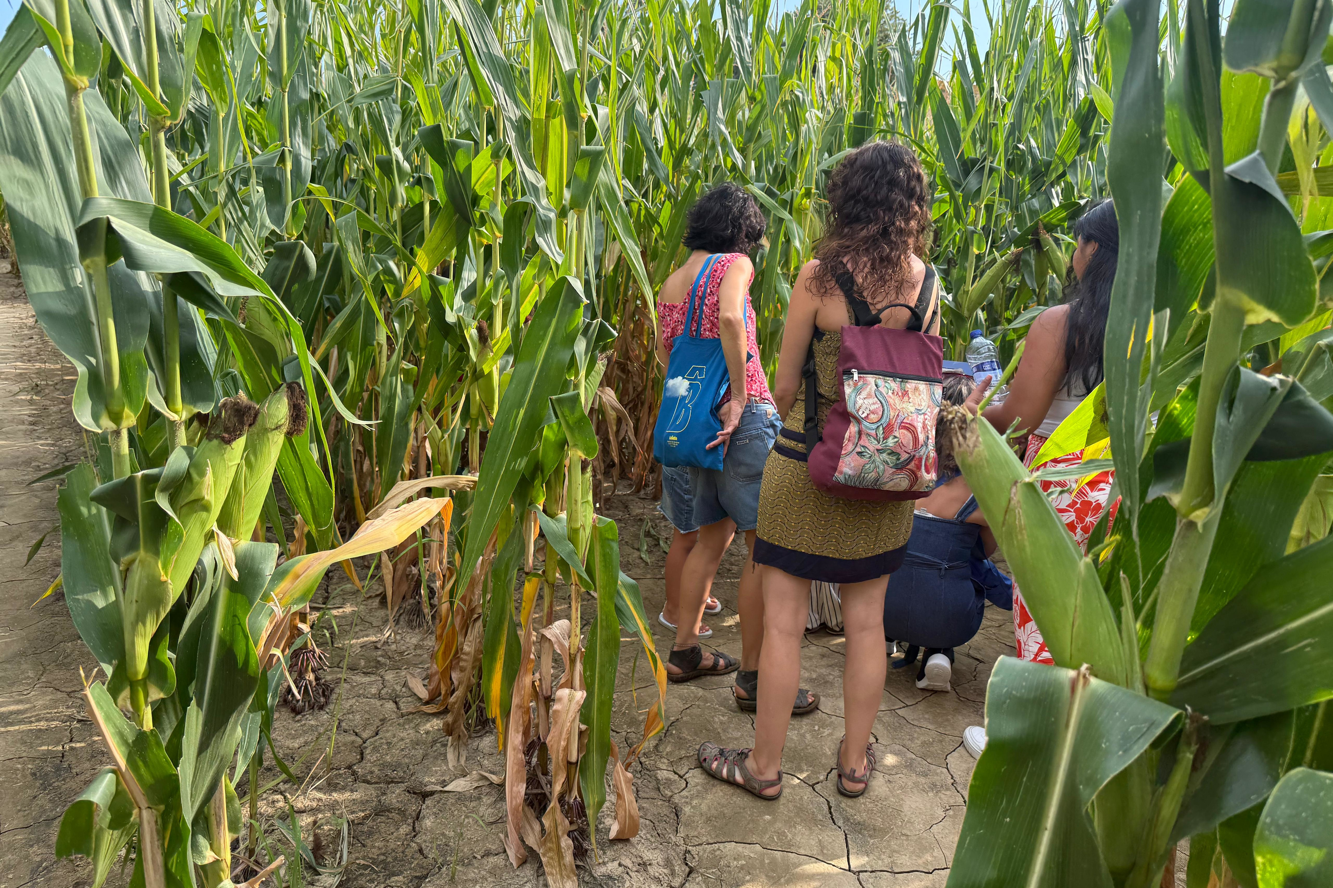 People make their way through the maize maze