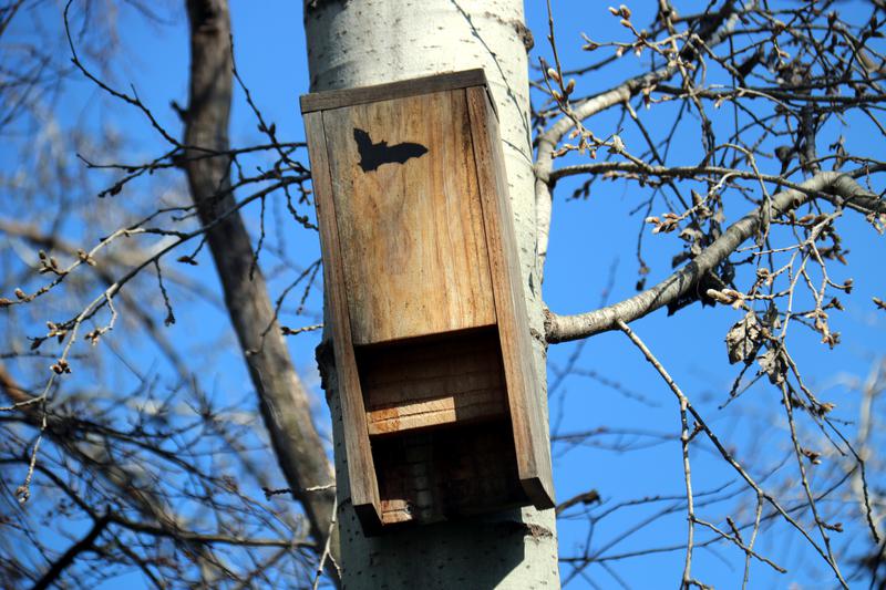 A bat nesting box in Manresa