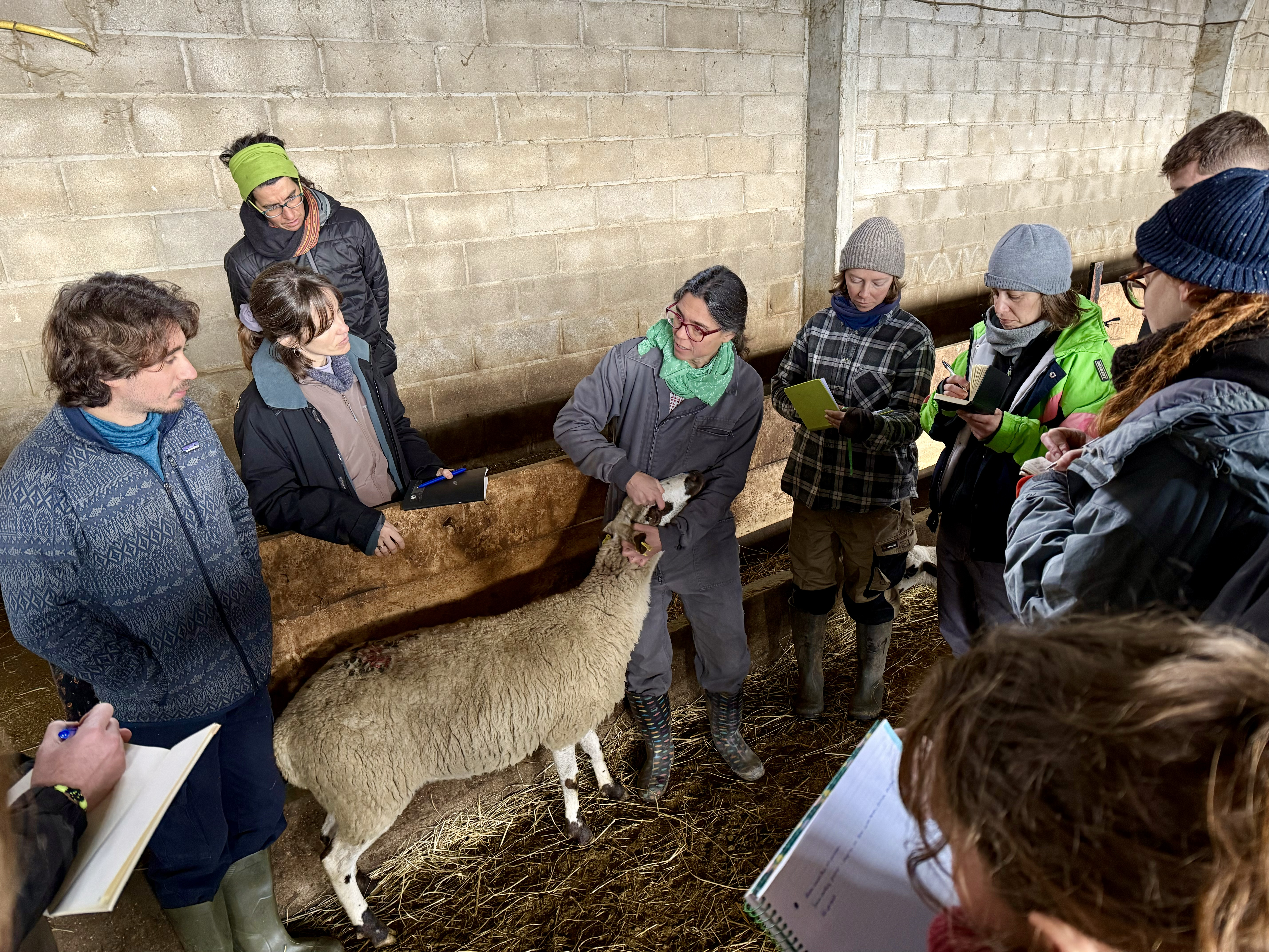 Shepherd School students on a practical class at a farm in Enviny