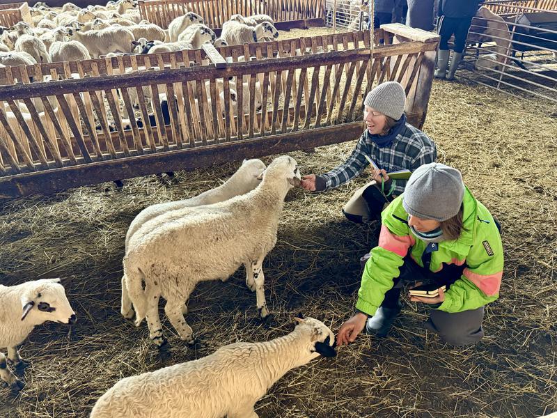 Two students from the Catalonia Shepherd School tend to some of the sheep