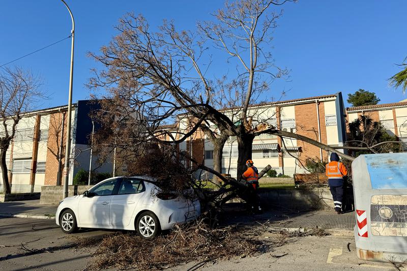 A fallen tree on top of a car in Sant Boi de Llobregat