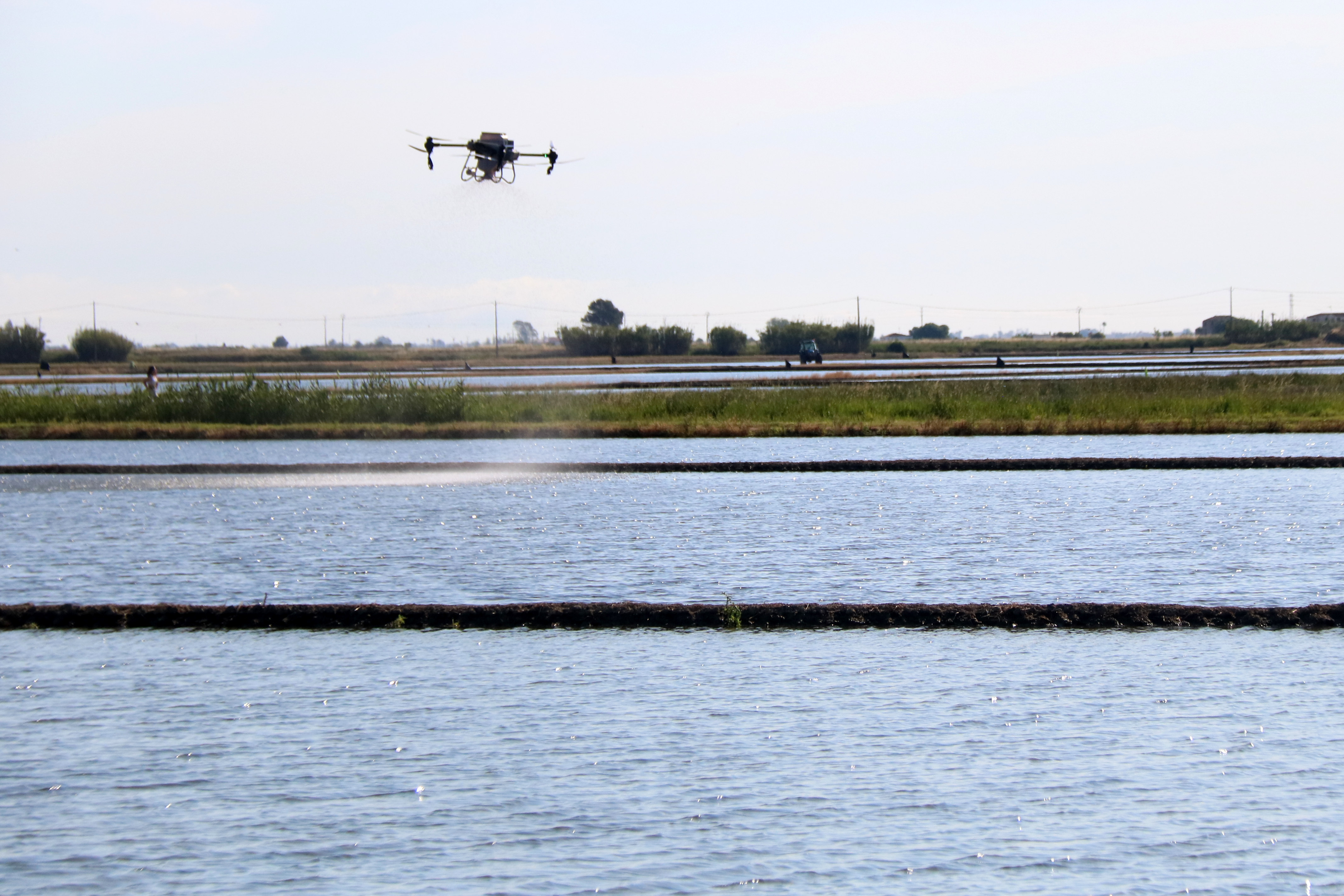 The drone then unloads onto a rice field in the municipality of La Ràpita
