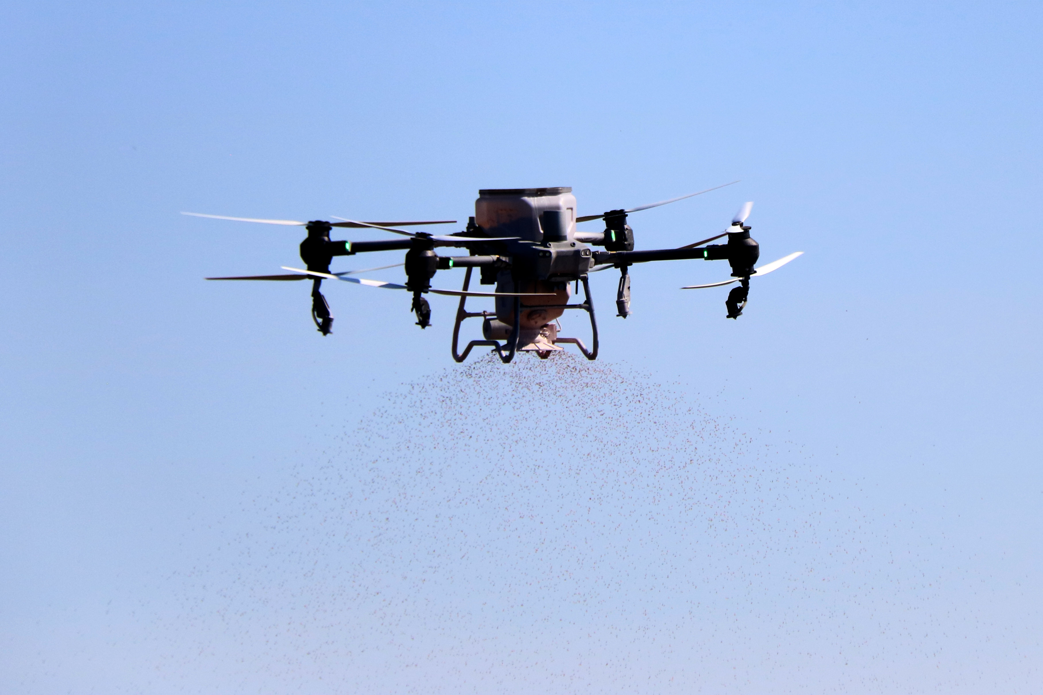 Detail of the drone used to sow rice fields and the seeds it scatters from the air