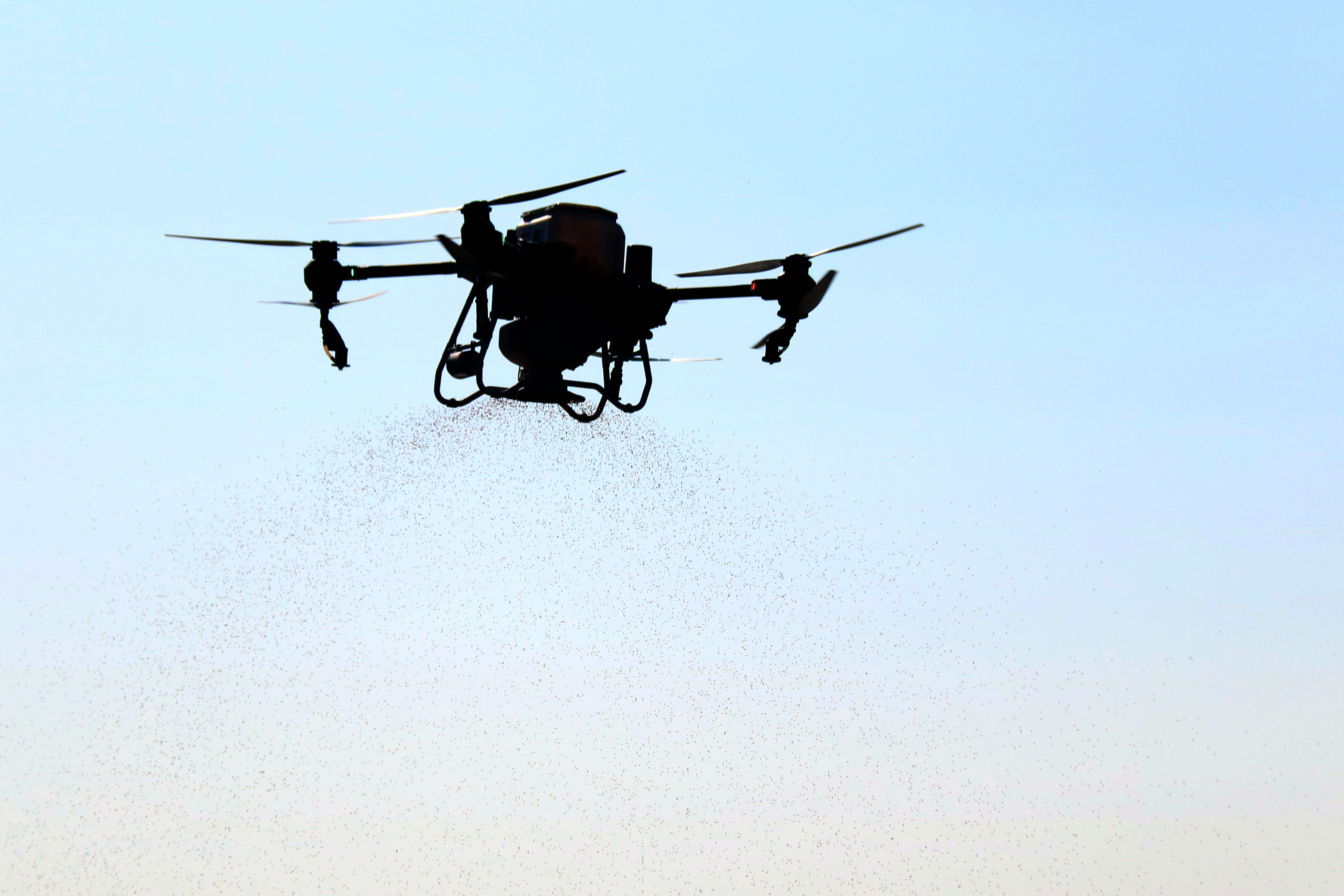 The Persual Drone drone flying over a rice field in Ràpita to spread the seed