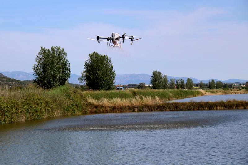 The drone sowing a rice field near Ràpita