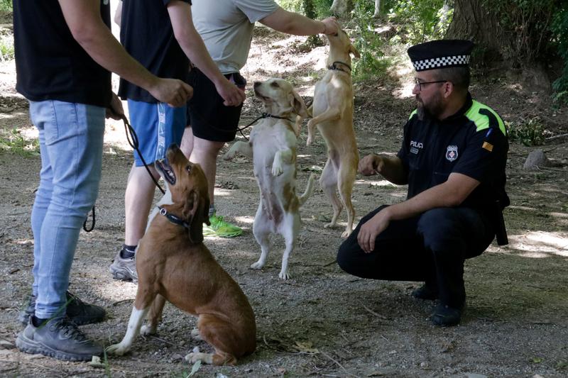 Three young offenders train stray dogs in Girona