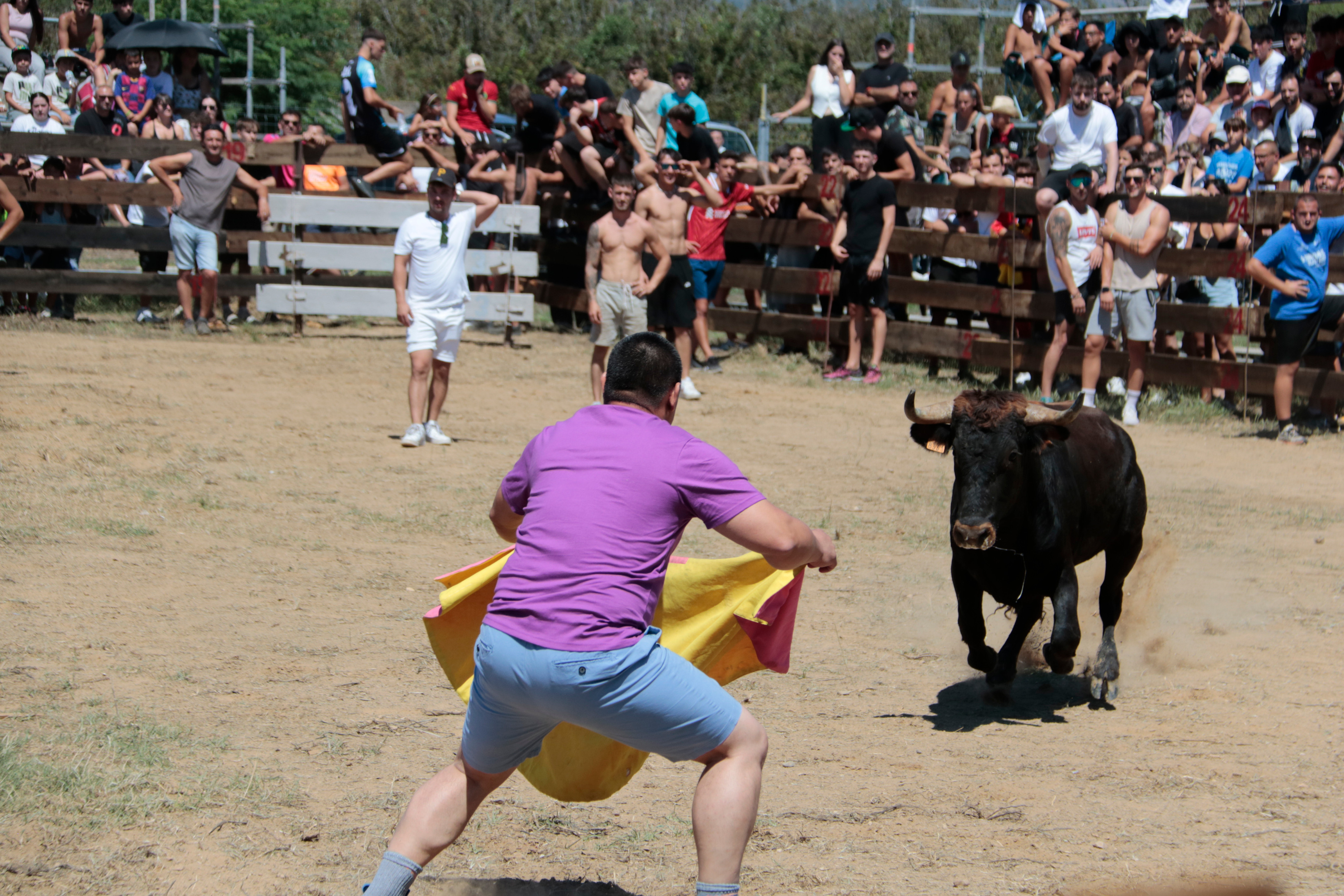 A man faces a young cow (vaqueta) in El Morell