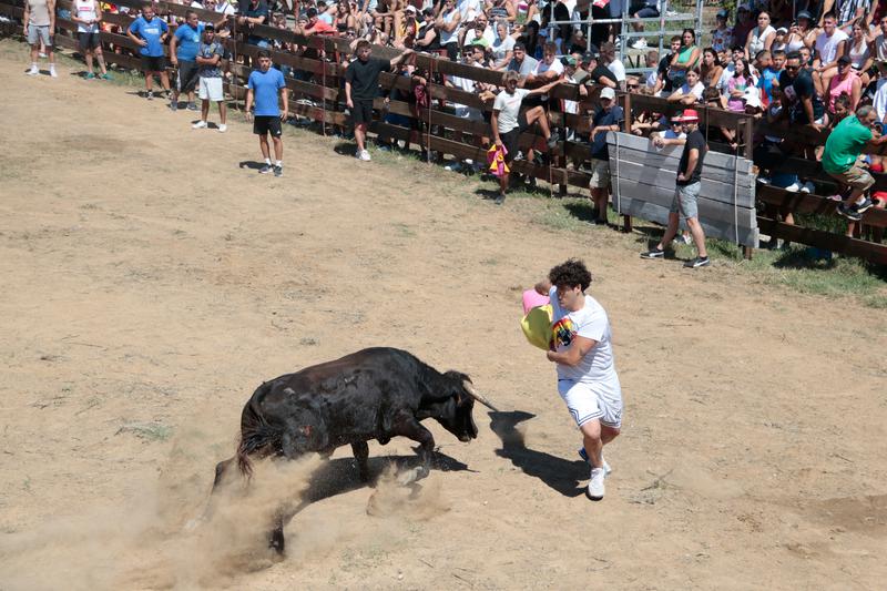 A young man confronts a young cow (vaqueta) at the festa major in El Morell, one of two municipalities in the Camp de Tarragona region that still holds these types of event