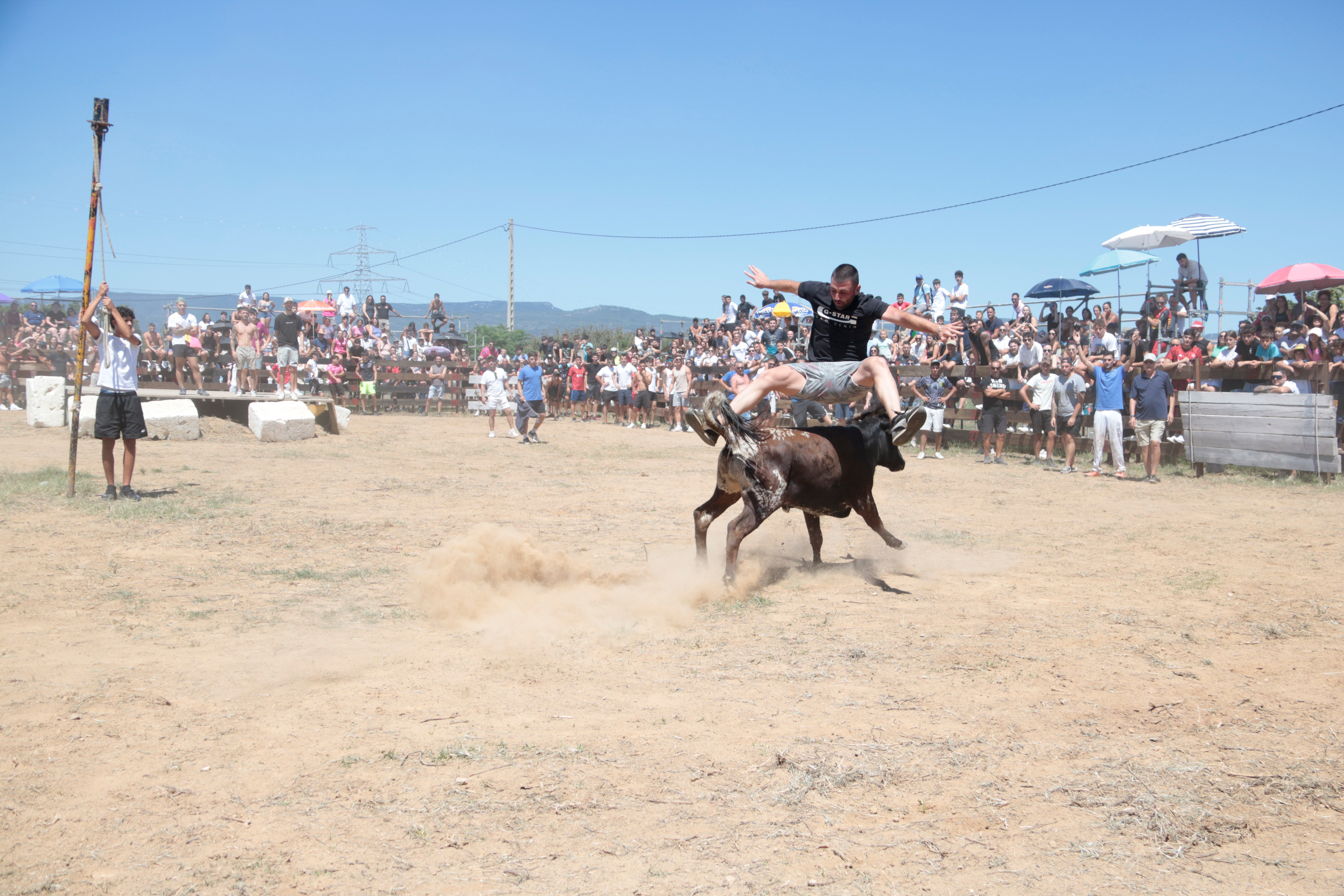 A man jumps over one of the cows