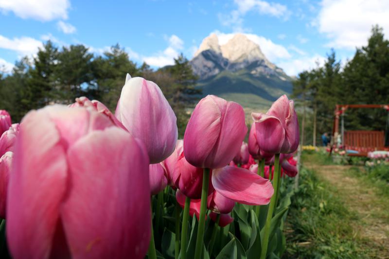 Tulips in Saldes bloom in April and make a colorful oasis