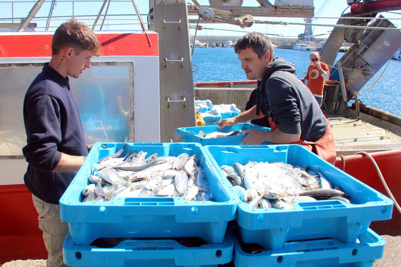 Two fishermen from Palamós unloading the day's catch into boxes at the port pier