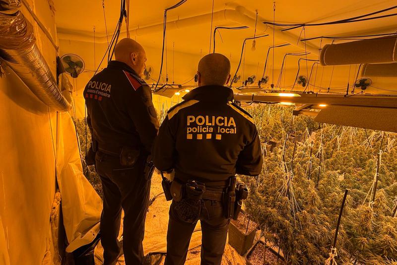 Mossos and local Begur police survey the marijuana farm