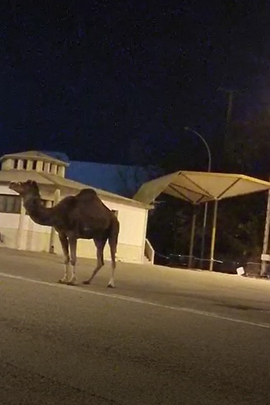 The dromedary crossing the Spanish-French border at the old border crossing control in Le Perthus