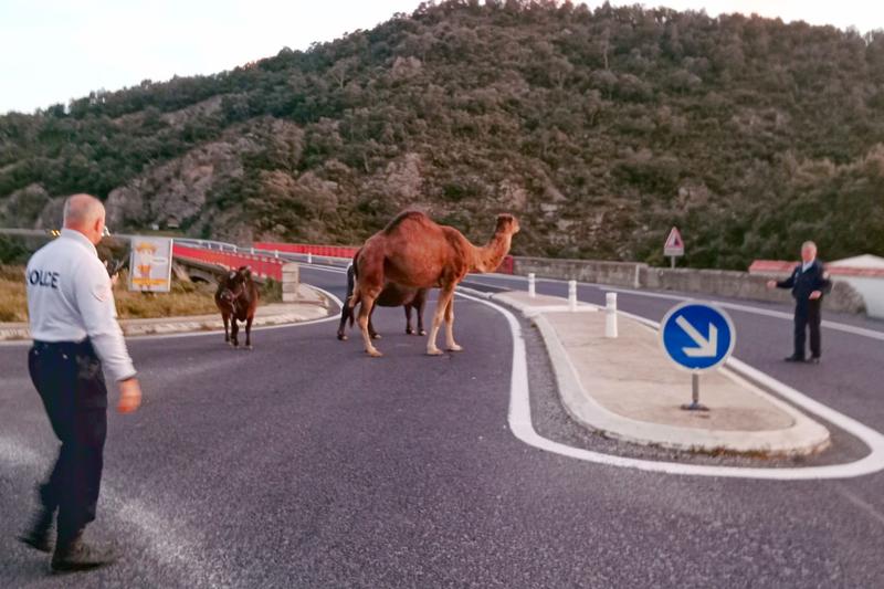 A dromedary and the cattle that escaped from an adventure park in Le Perthus on the N-II road on April 5, 2023
