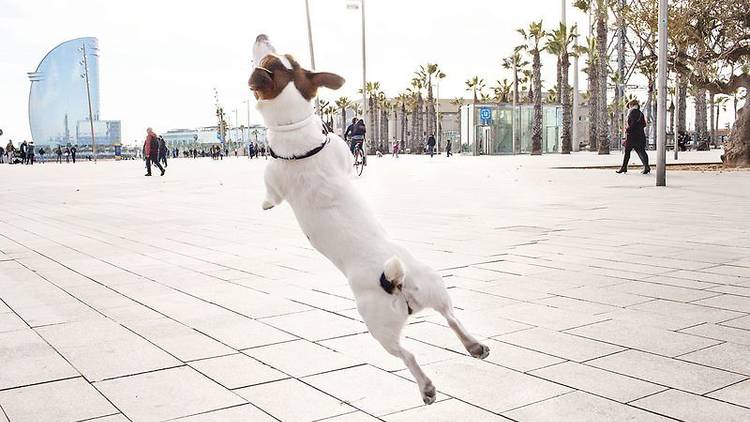 A dog plays in Barcelona in front of the W Hotel in the Barceloneta beach area