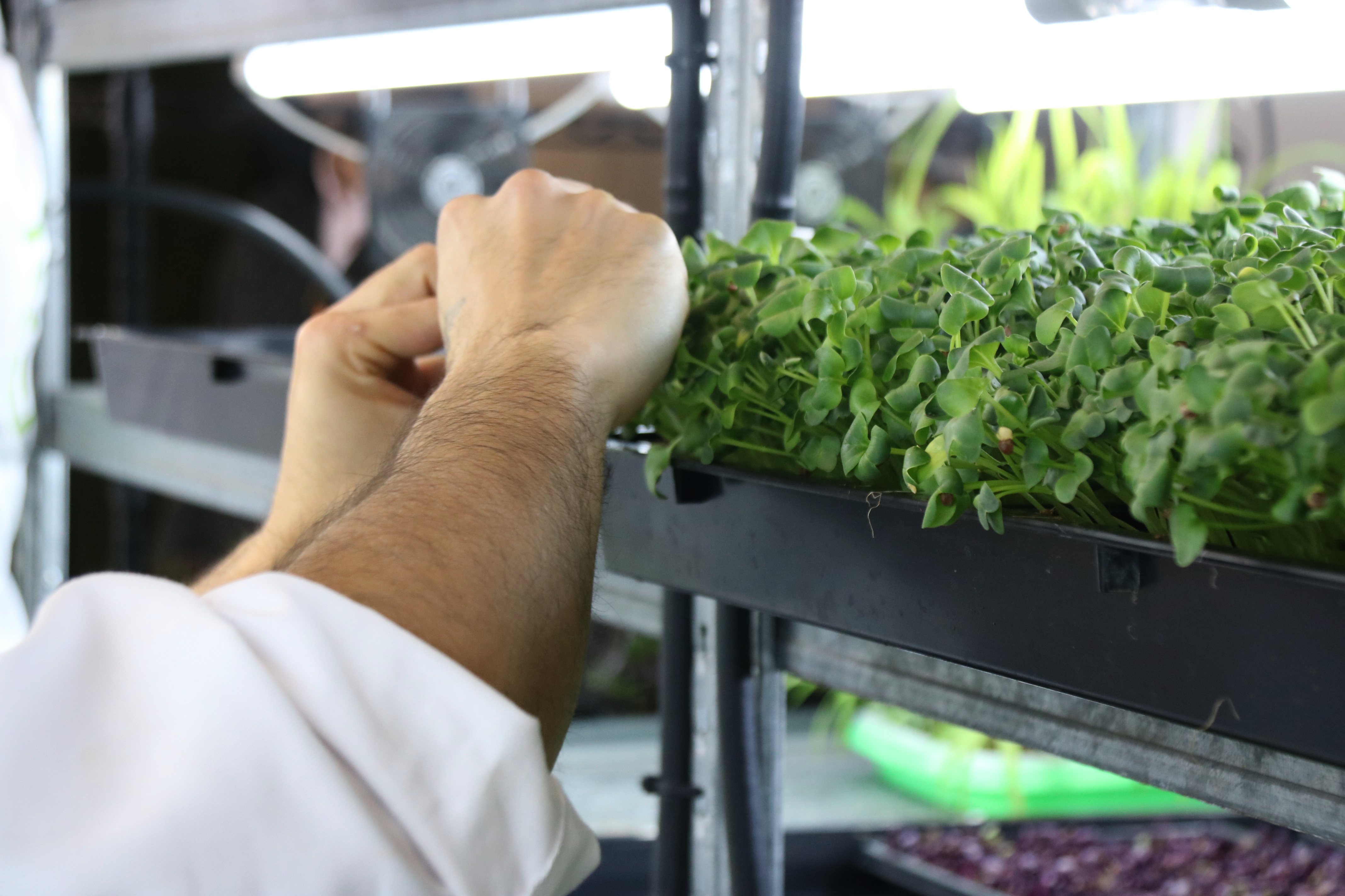 Un empleat seleccionant brots per tallar al local de la planta de Farmbrots.