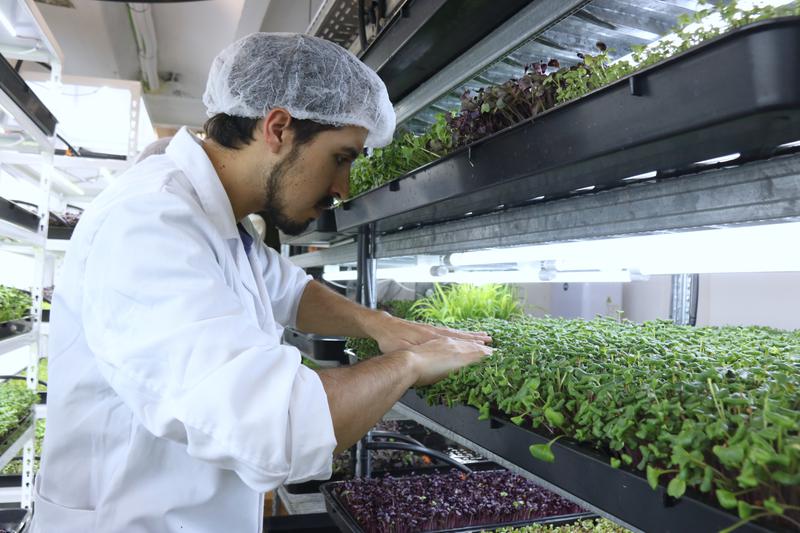 A worker at Farmbrots inspects some crops