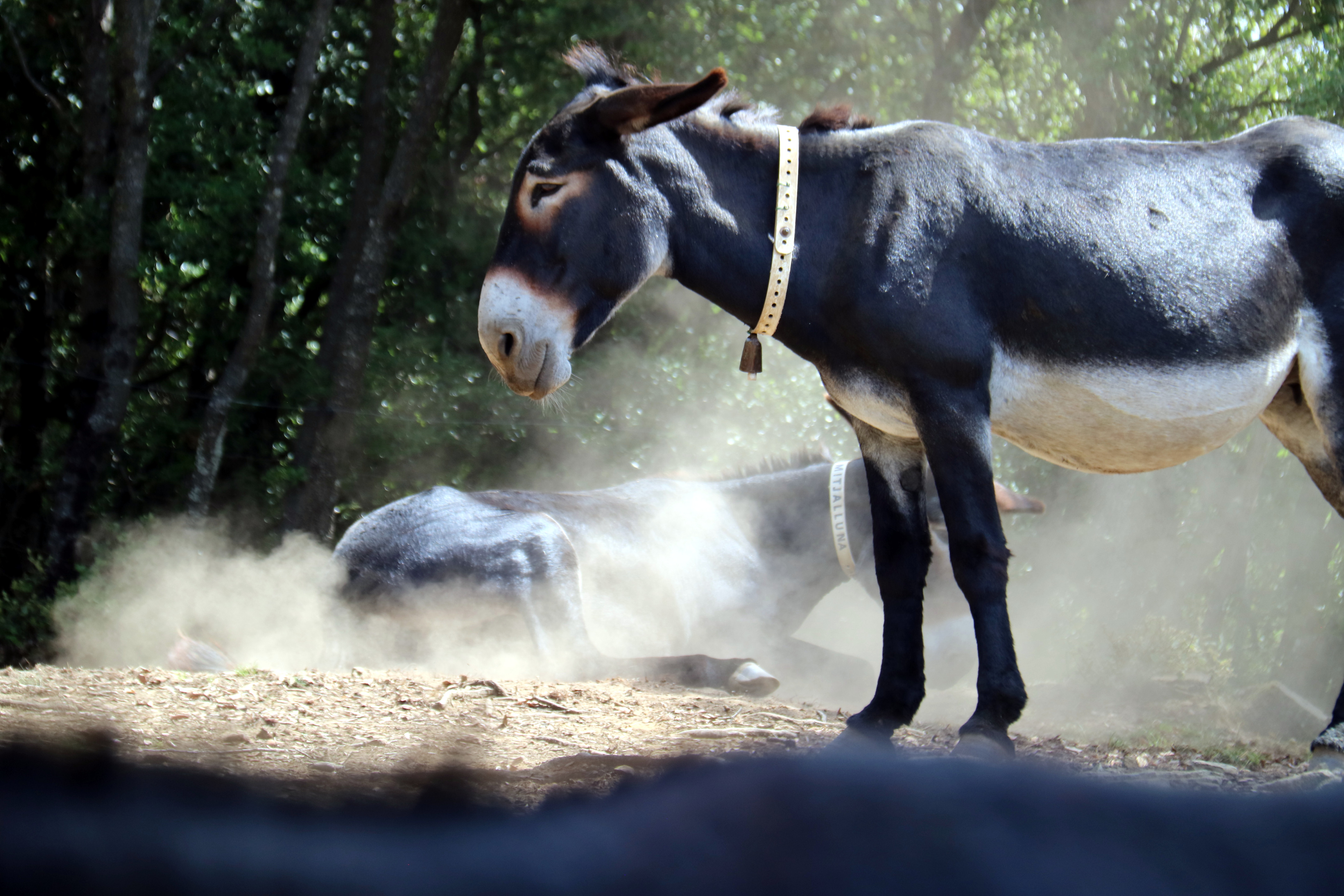 A Catalan donkey