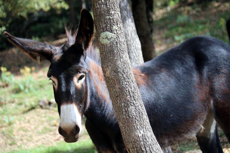 A Catalan donkey