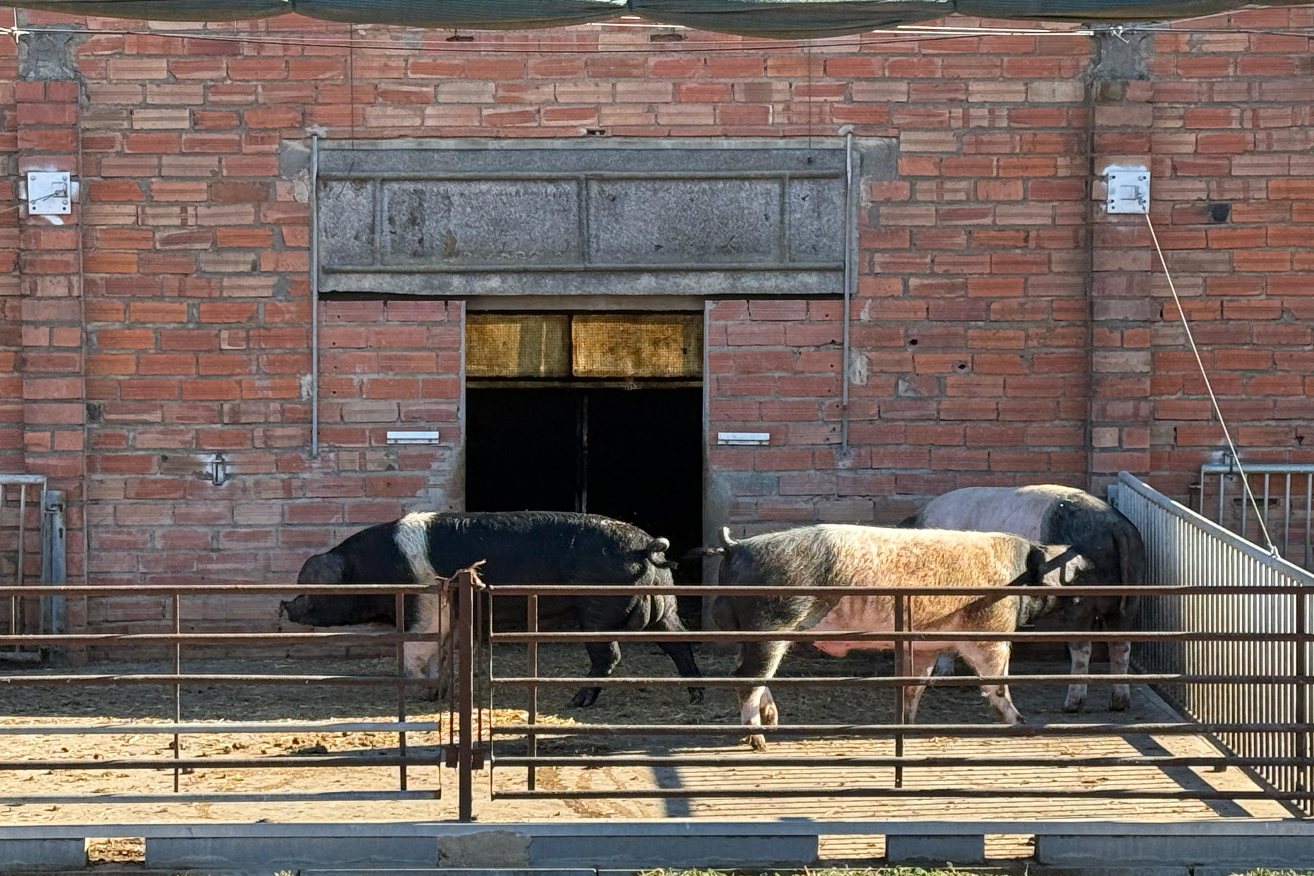 A pig farm in Ventalló