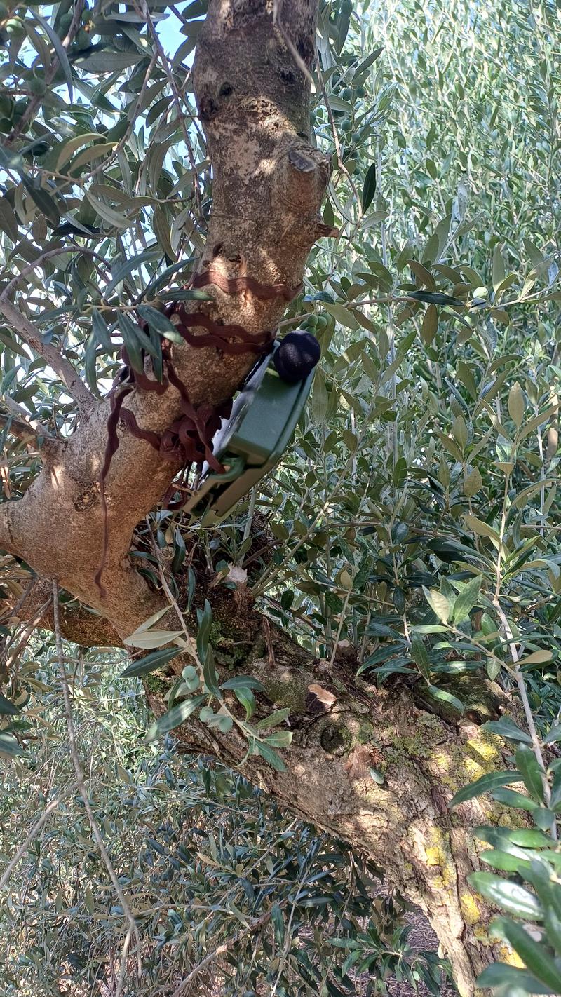 El Govern col·labora en dos projectes estatals per analitzar els efectes de l’eclipsi solar en la fauna