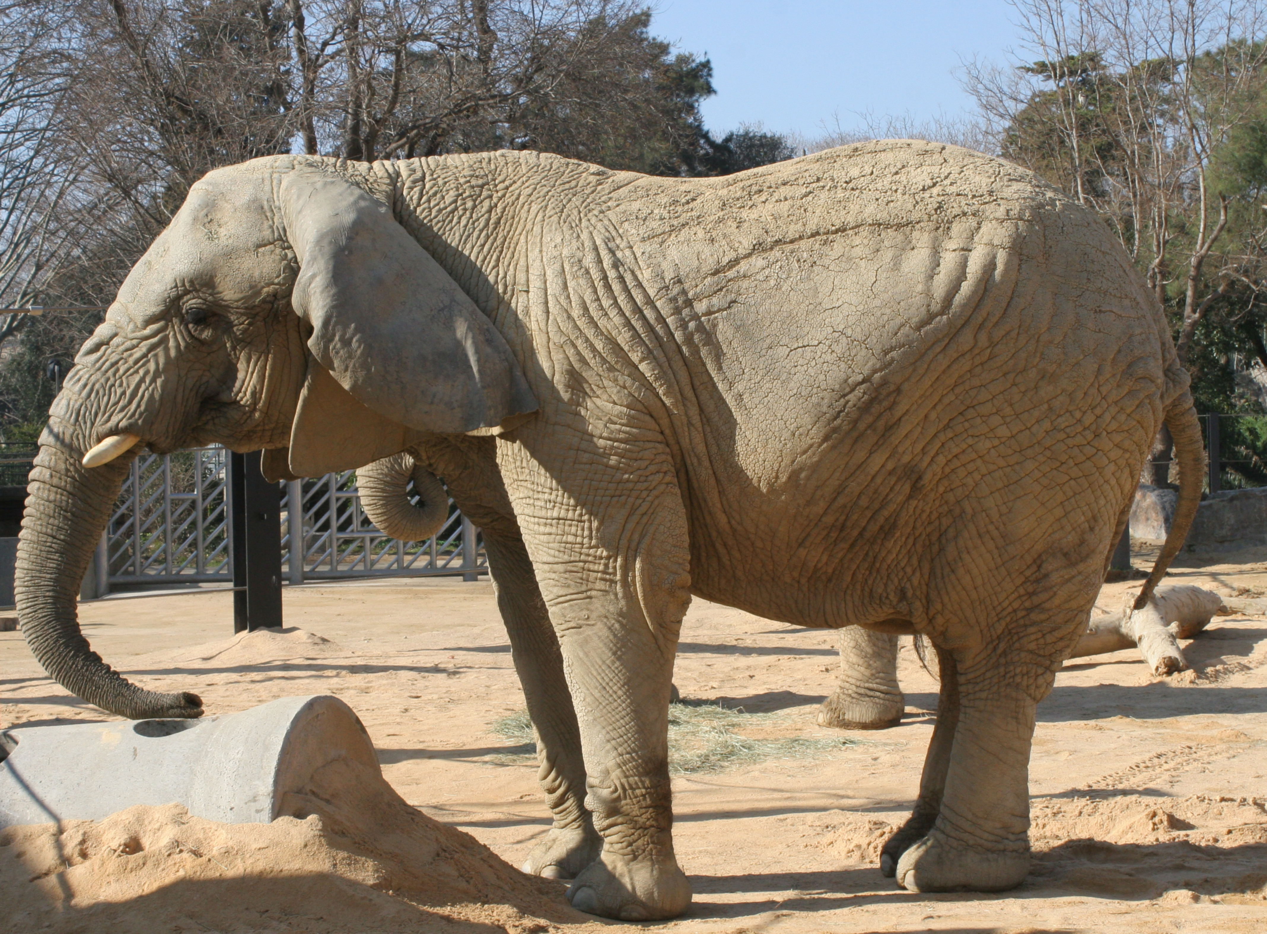 La Yoyo, l'elefanta més longeva del món, al Zoo de Barcelona