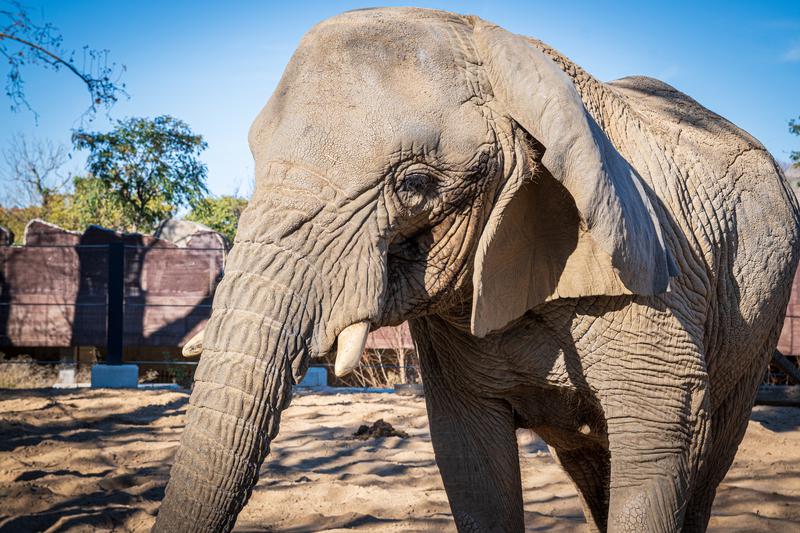 The world's oldest elephant, Yoyo, in Barcelona