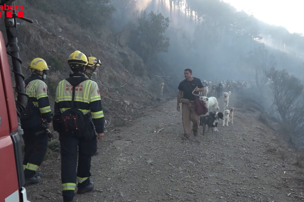Firefighters in Portbou, where a wildfire has been burning since Friday evening, observe a farmer and his sheep on August 4, 2023