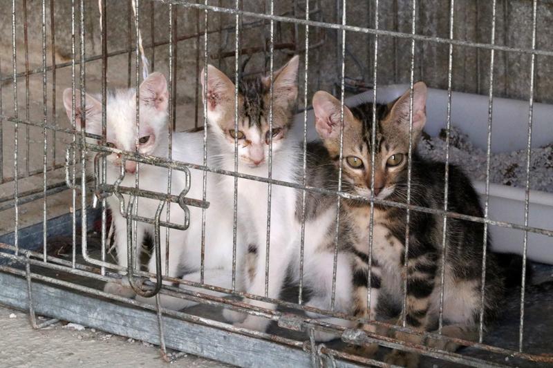 Kittens in a cage in Tortosa's shelter