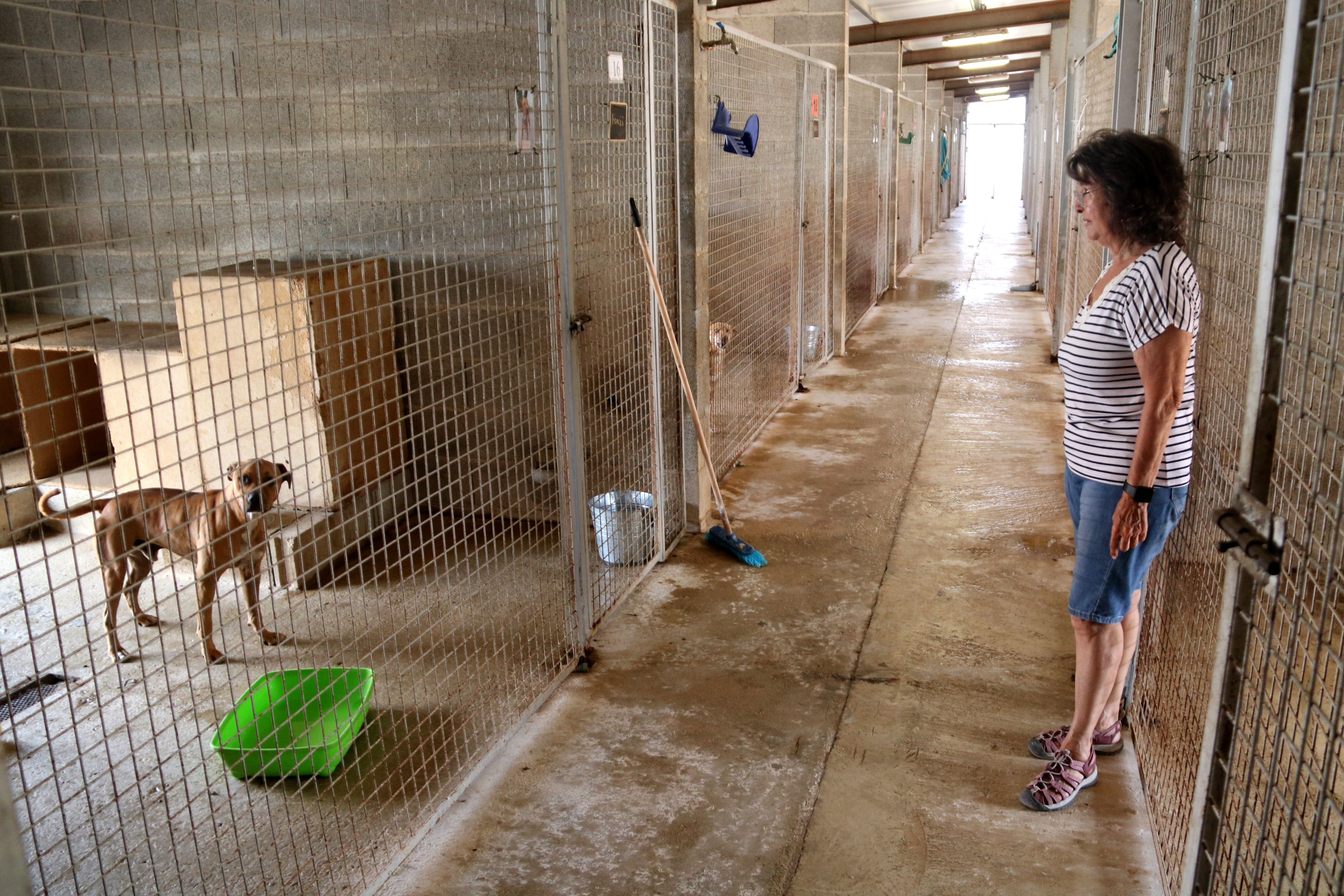 Dogs in the Tortosa animal shelter