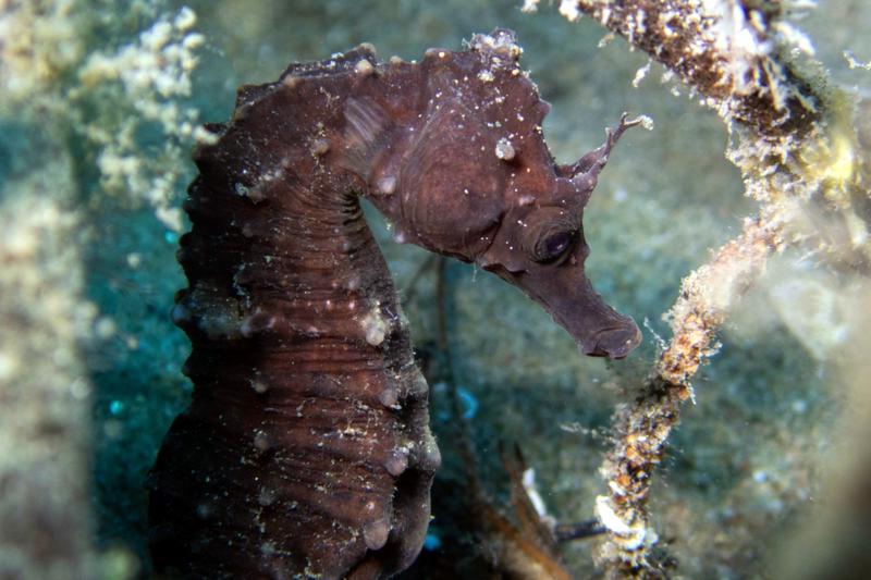 Image of a seahorse