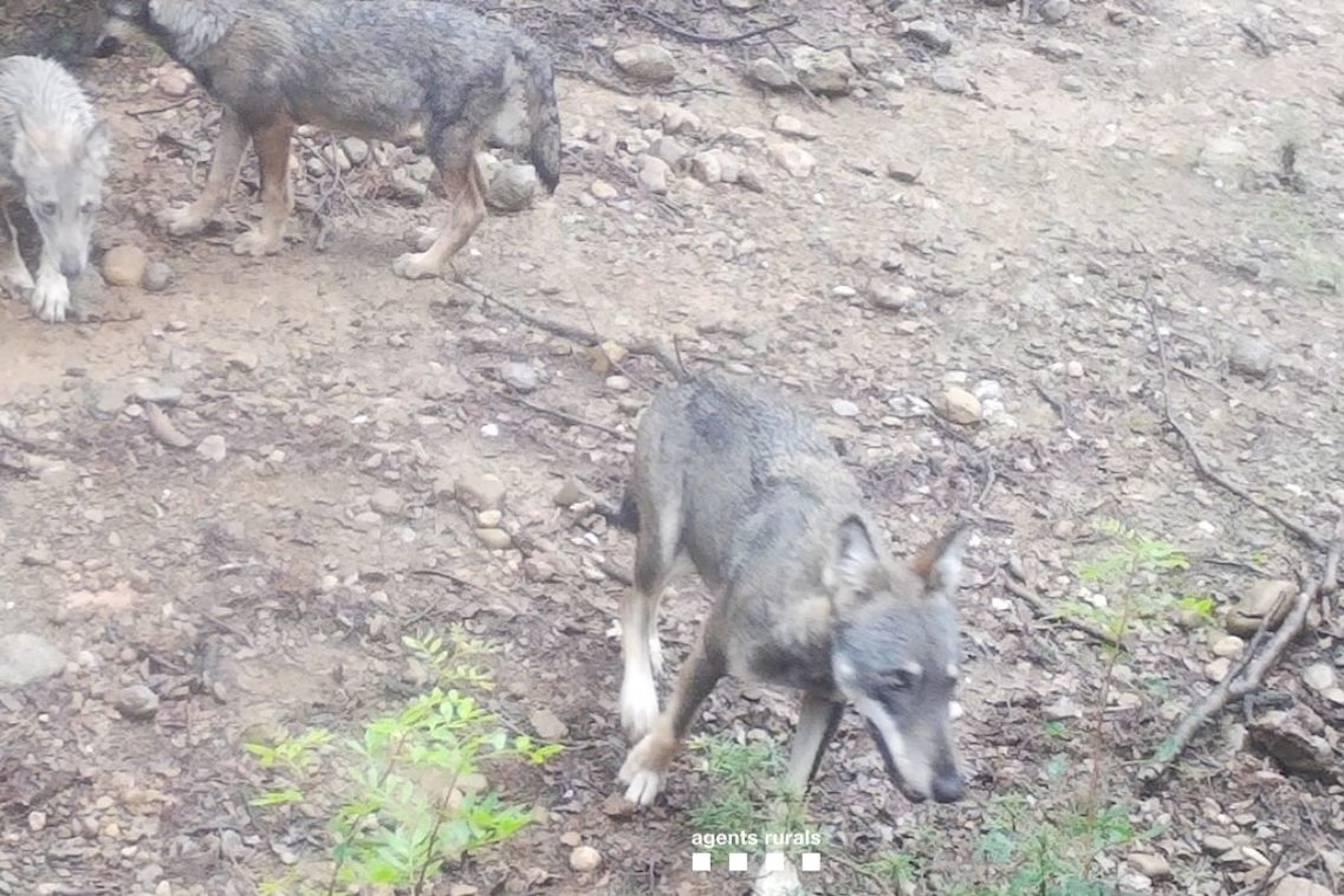 Female wolf with her pups in the area of Alta Garrotxa and Alt Empordà