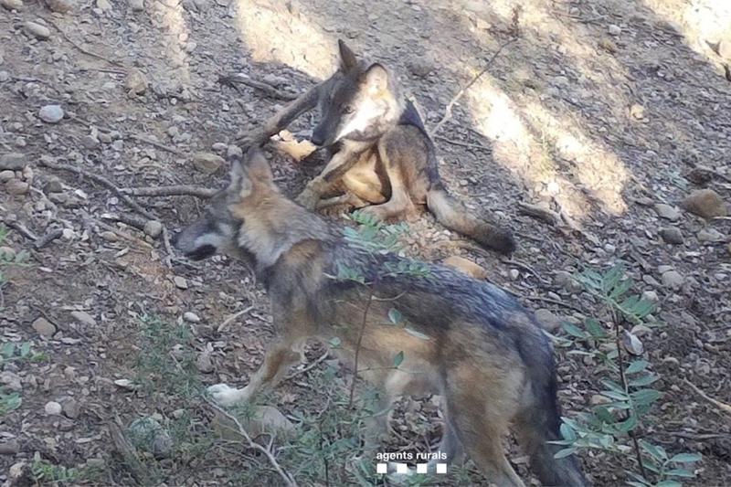 Two wolf pups in Catalonia