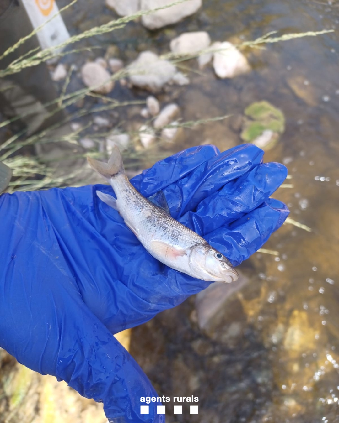 A dead fish in the Abella river after an area has been affected by liquid manure