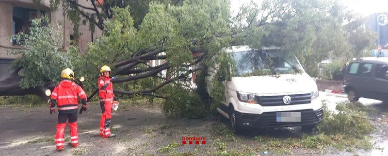 A fallen tree damaged a van in Terrassa