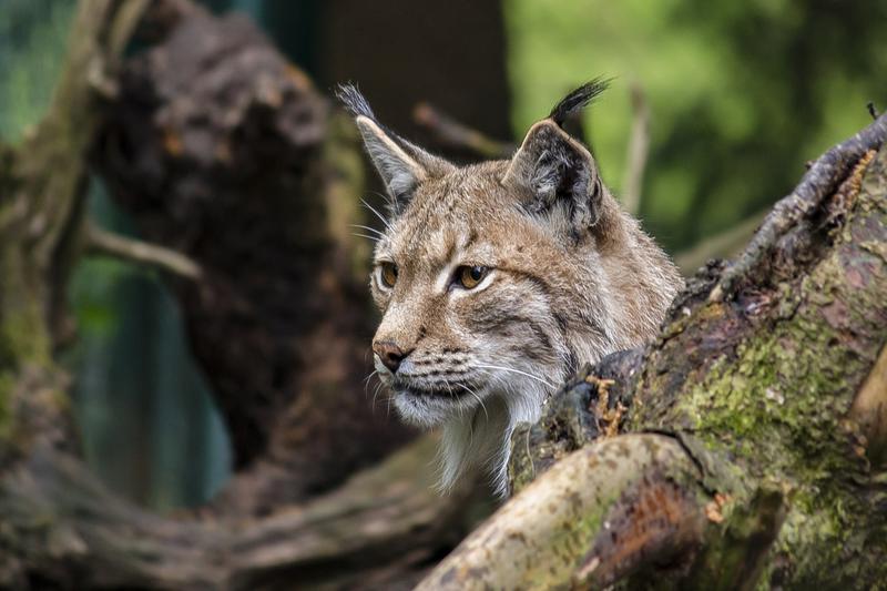 An Iberian lynx