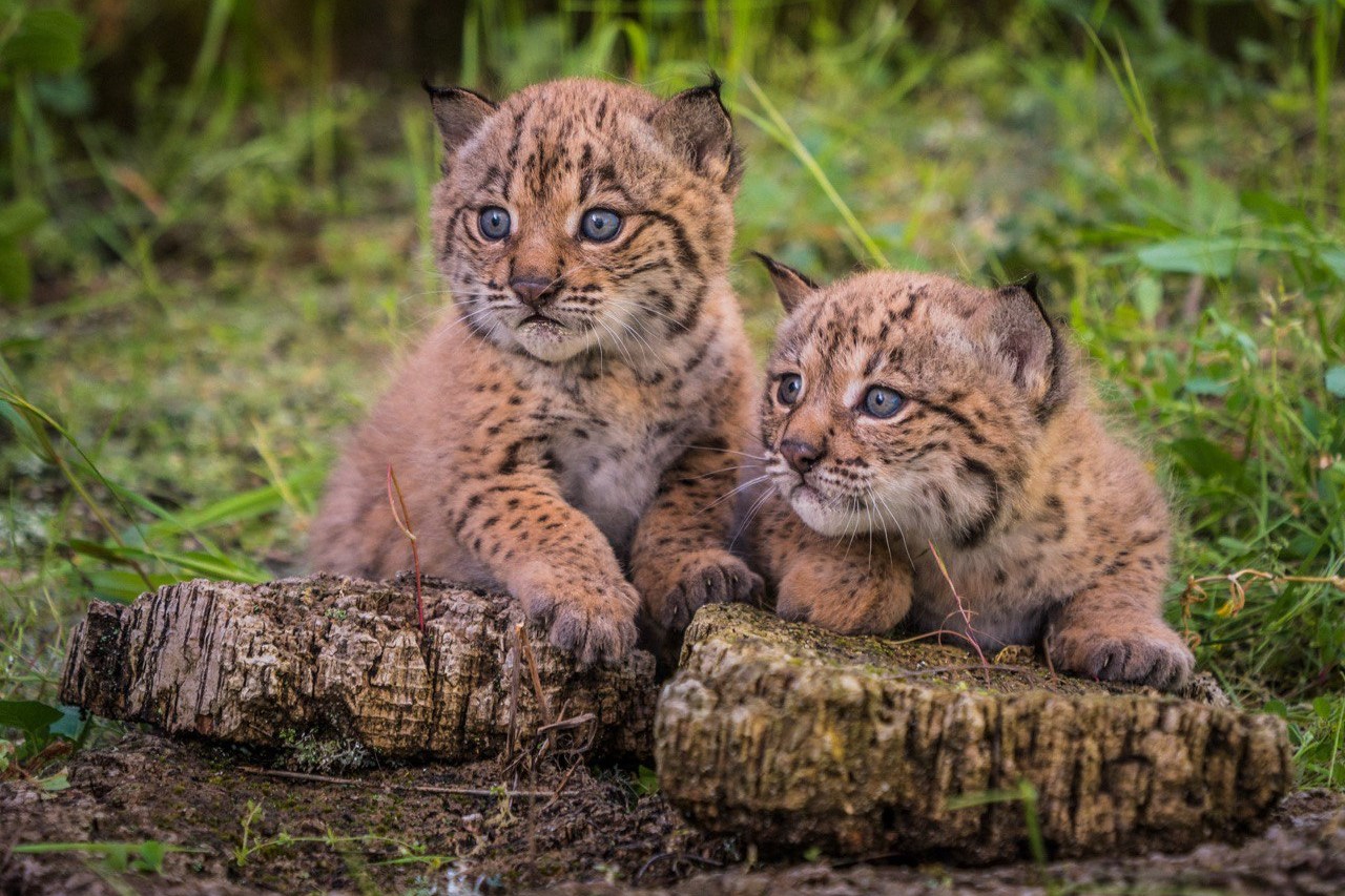 Two Iberian lynx cubs