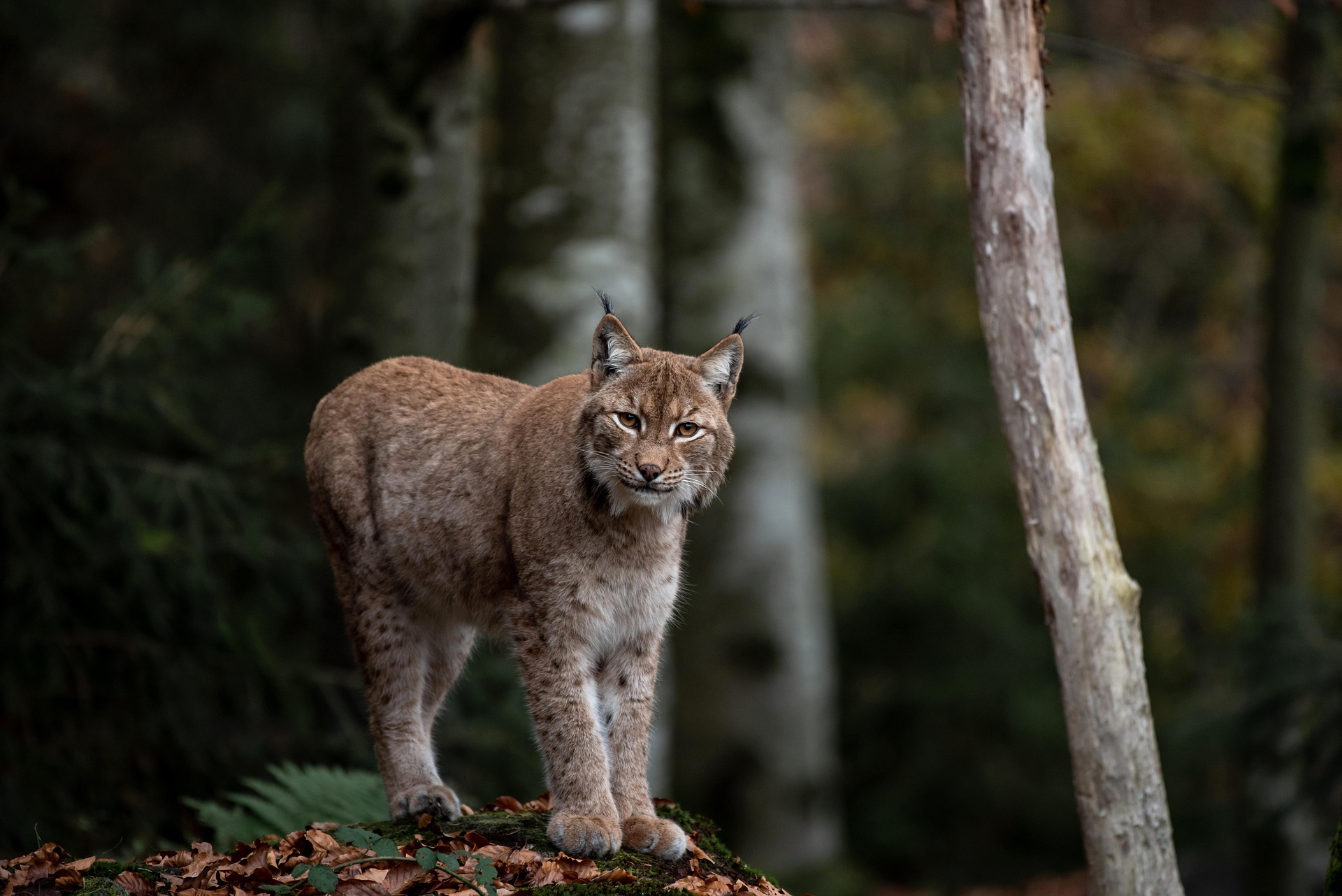 An Iberian lynx