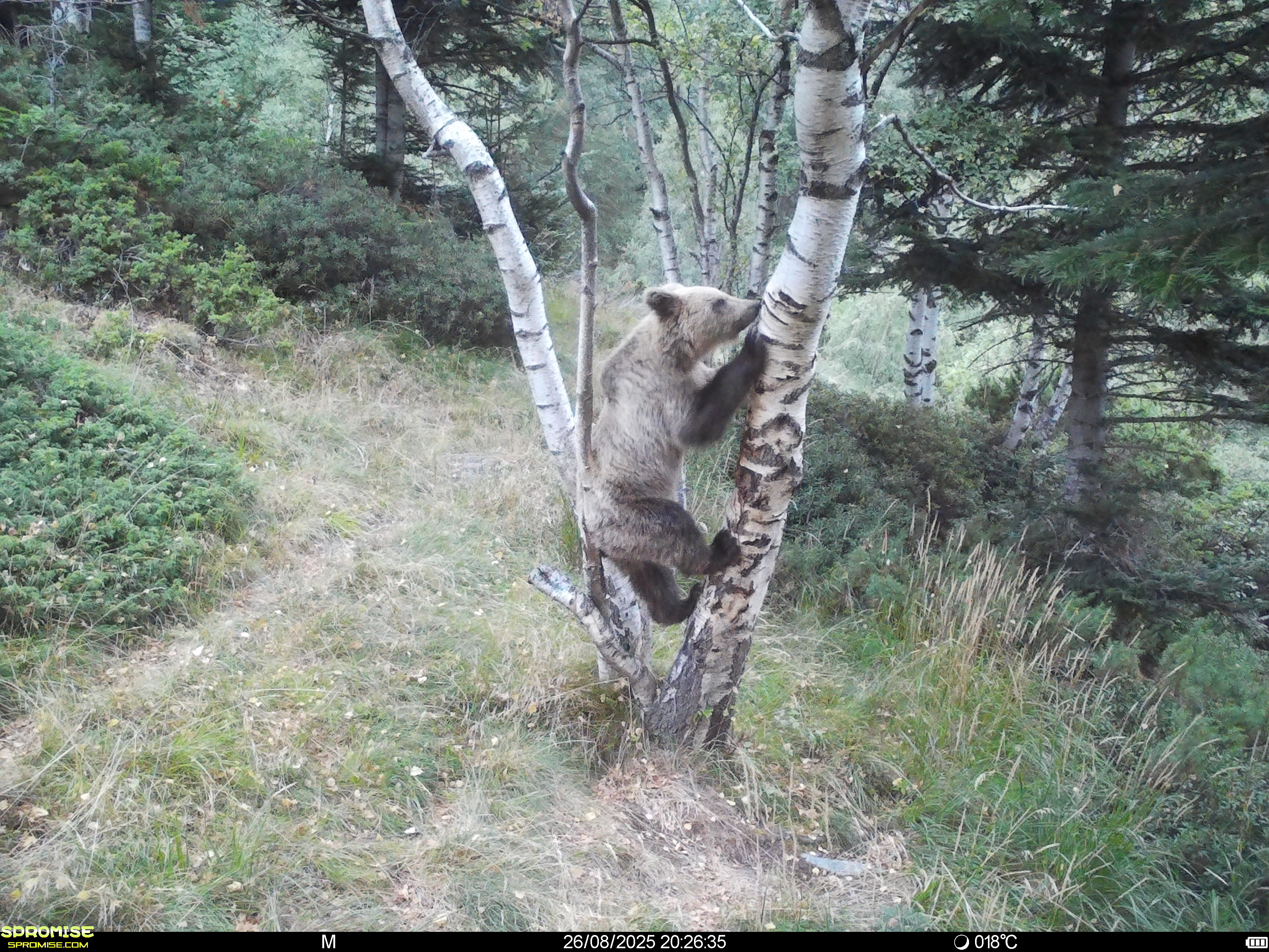 A brown bear cub climbing a tree