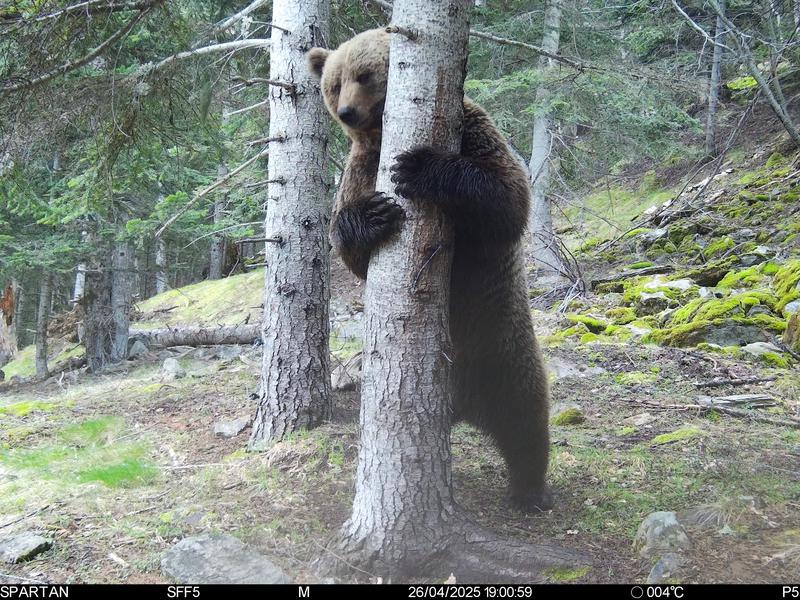 A brown bear in the Pyrenees